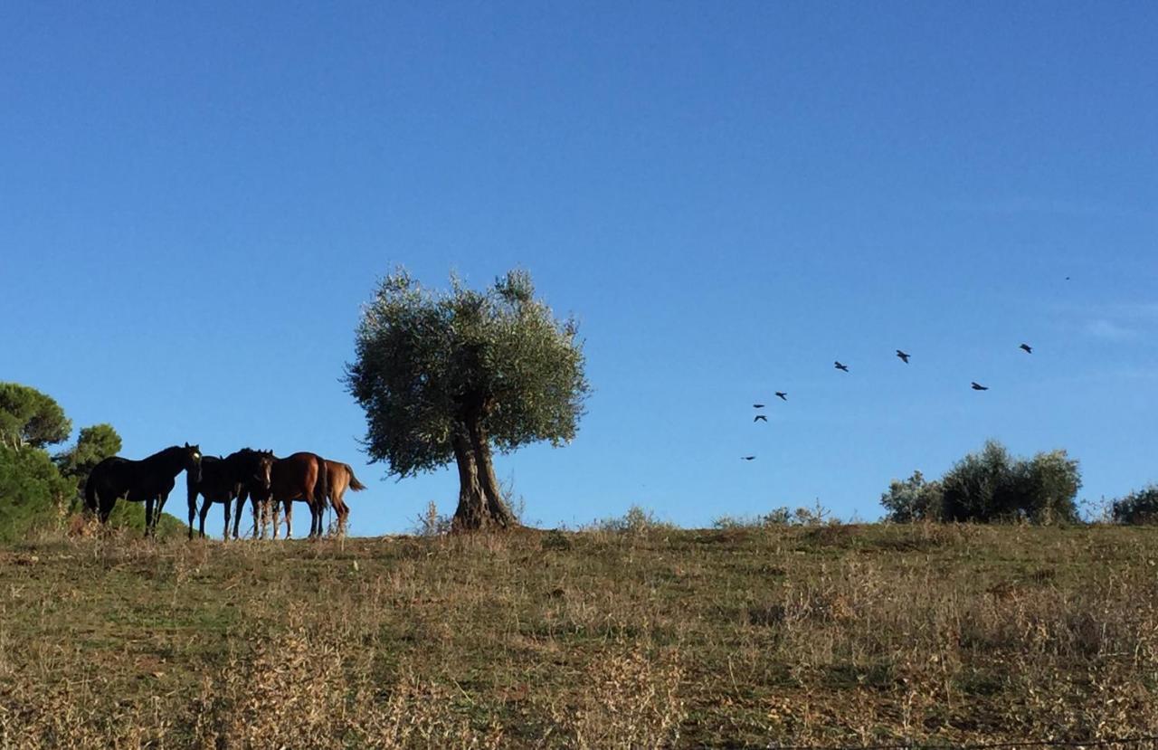 Agriturismo La Valentina Nuova Βίλα Ταλαμόνε Εξωτερικό φωτογραφία